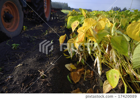 Gold beans from Tokachi 17420089