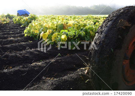 Gold beans from Tokachi Gold beans from Tokachi 17420090