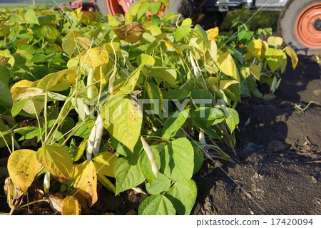 Gold beans from Tokachi Gold beans from Tokachi 17420094