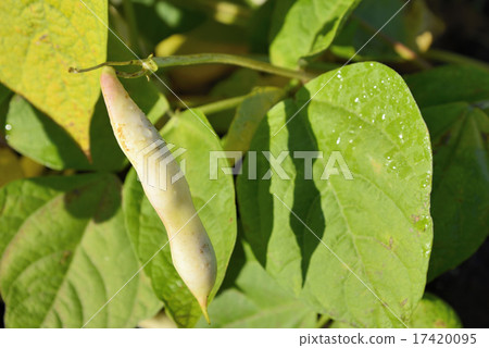 Gold beans from Tokachi 17420095