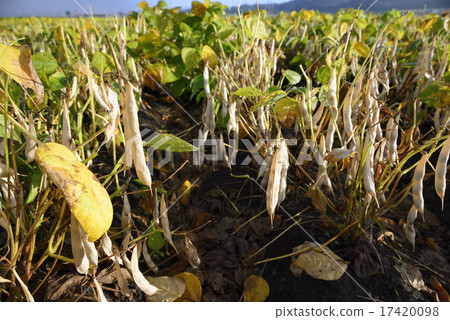 Gold beans from Tokachi Gold beans from Tokachi 17420098