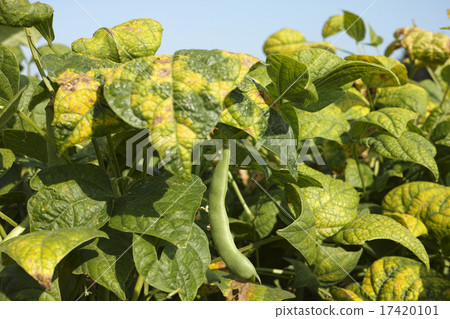 Gold beans from Tokachi 17420101
