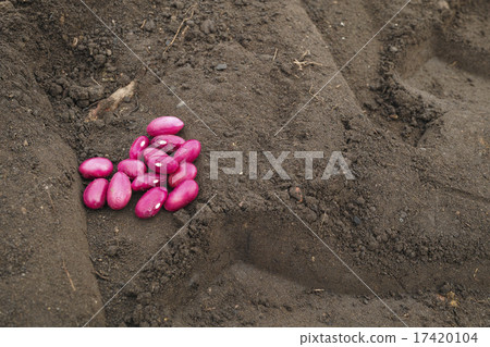Gold beans from Tokachi 17420104