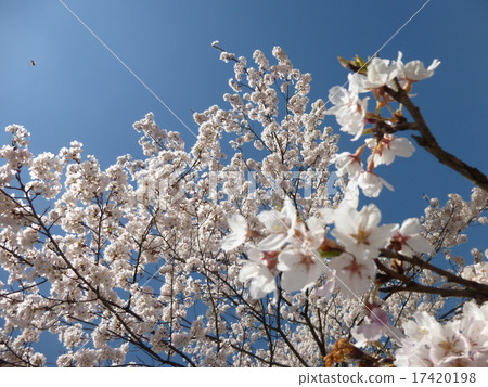 Cherry Blossoms Cherry Blossoms 17420198