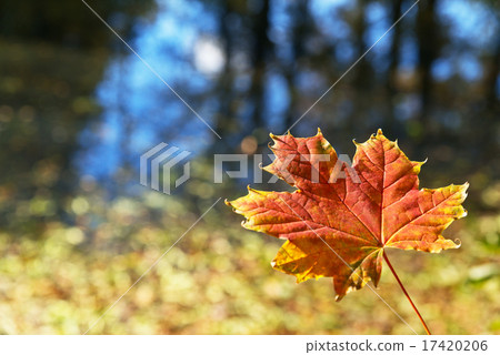 autumn background autumn background 17420206