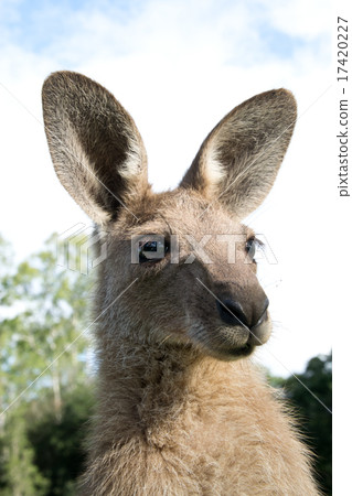 Kangaroo head Kangaroo head 17420227