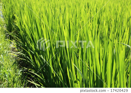 Rice leaves 17420429