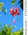Tropical flower 17420440