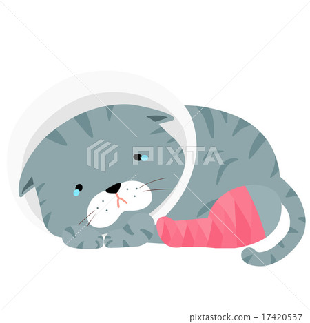 gray cat injury splinting leg vector illustration 17420537