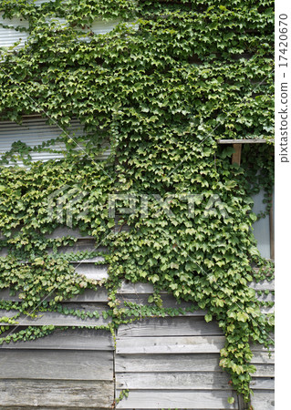 常春藤糾纏的板柵欄 常春藤糾纏的板柵欄 17420670