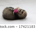 Baby Ferret 1 17421183