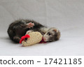 Baby ferret 3 17421185