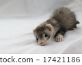 Baby Ferret 4 17421186