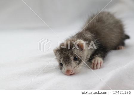Baby Ferret 4 Baby Ferret 4 17421186