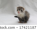 Baby ferret 5 17421187