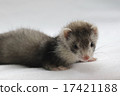 Baby ferret 6 17421188