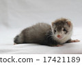 Baby ferret 7 17421189