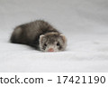 Baby Ferret 8 17421190