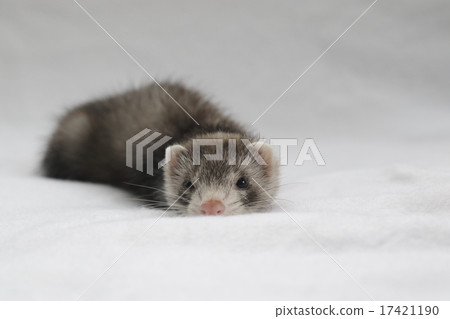 Baby Ferret 8 Baby Ferret 8 17421190