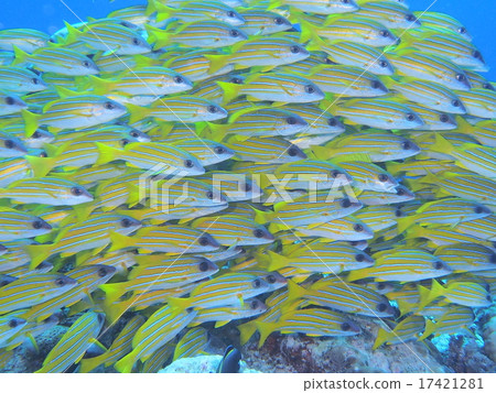 Yosugefudai Yosugefudai 17421281