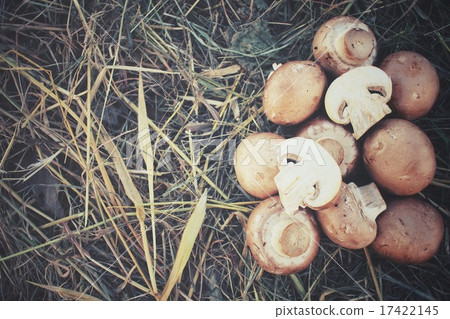 Champignon mushrooms on dried grass 17422145