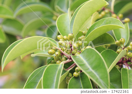 Kuroganaemochi Kuroganaemochi 17422161