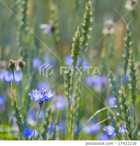Cornflowers and Common Wheat Cornflowers and Common Wheat 17422216