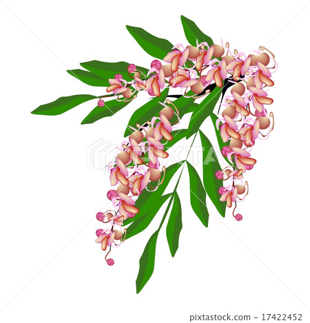 Pink Cassia Fistula Flower Isolated 17422452