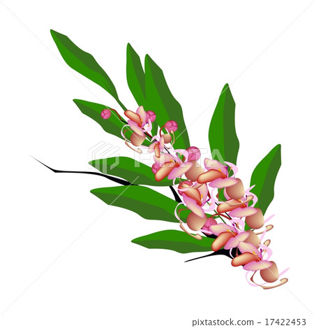 Pink Cassia Fistula Flower on White Background 17422453