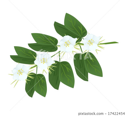 Snowy Orchid Flowers on A White Background 17422454