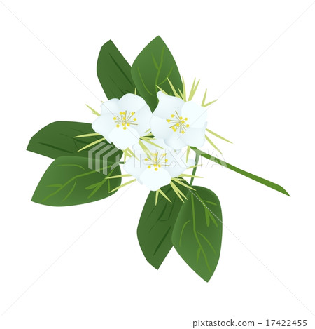 Snowy Orchid Flowers or Bauhinia Acuminata Flowers Snowy Orchid Flowers or Bauhinia Acuminata Flowers 17422455