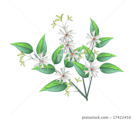 Night Blooming Jasmine on A White Background Night Blooming Jasmine on A White Background 17422458
