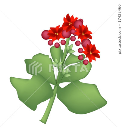 Red Kalanchoe Blossfeldiana or Flaming Katy Flower 17422460