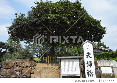 Izumo Yaigaki Shinto shrine · Rational camellia camellia 17422777