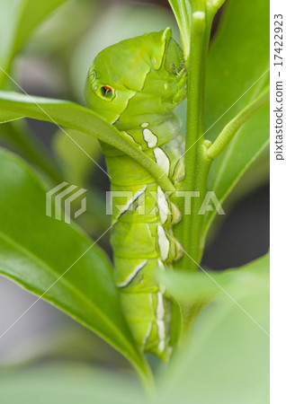 Caterpillar Caterpillar 17422923