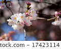 Cherry Blossoms	 Cherry Blossoms	 17423114