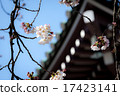 Cherry Blossoms	 Cherry Blossoms	 17423141