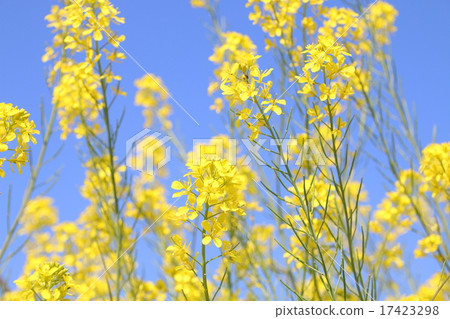 強姦開花 17423298