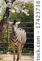 斑馬的慶祝 17423738
