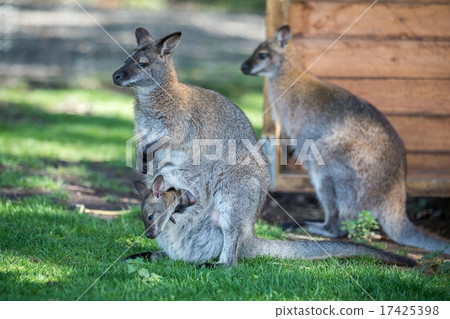 Wallaby Wallaby 17425398