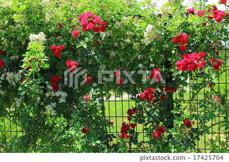 Beautiful Rose Flower Part 1: Colored Flower and Plant Weave Part 15 17425704