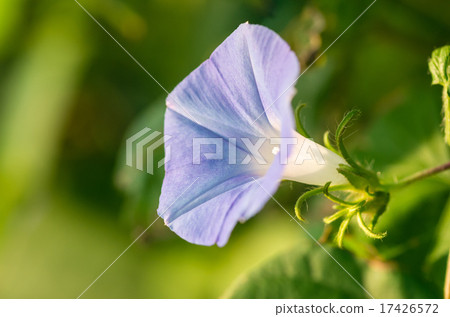 瑪拉美國牽牛花 17426572