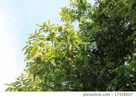 Fall in the autumn chestnut 17426607