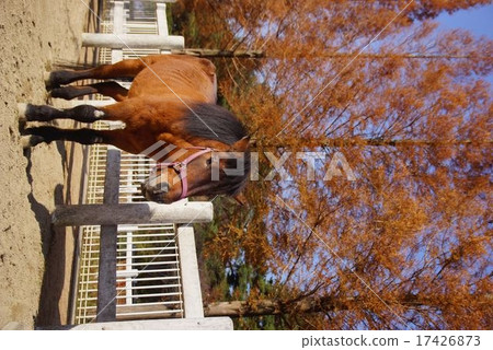 Takahara Horse Takahara Horse 17426873