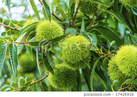 丹波板栗 17426916