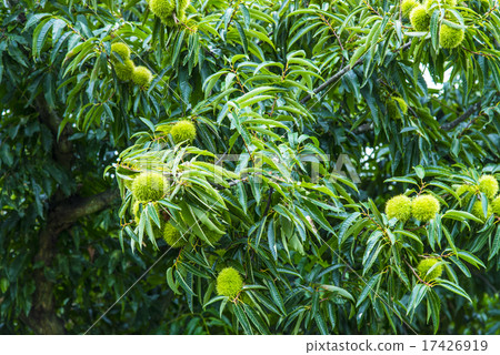 丹波板栗 17426919