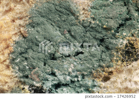 Bread Mold Magnification 17426952