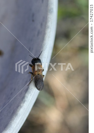 Okabi bee 01 Okabi bee 01 17427015