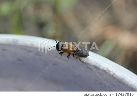 Okabi bee 02 Okabi bee 02 17427016
