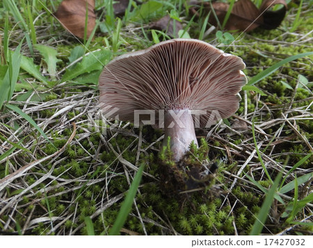 Hatsutake Hatsutake 17427032